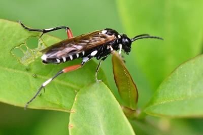 Mouche-à-scie noire à ventre bordé de taches jaunes 