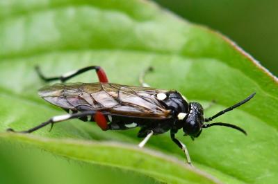 Mouche-à-scie noire à ventre bordé de taches jaunes 
