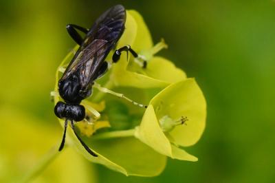 Mouche-à-scie à trois bandes jaunes