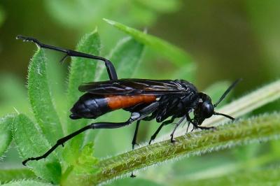 Mouche-à-scie noire