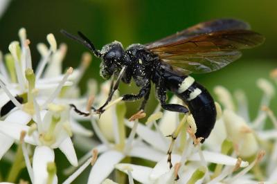 <i>Cephaledo bifasciata</i>