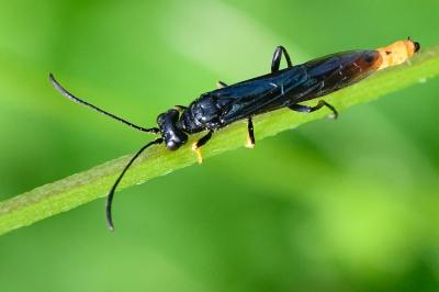 <i>Calameuta pygmaea</i>