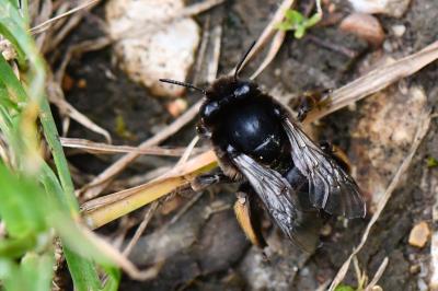 Anthophore obtuse