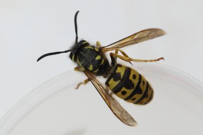 Vespula germanica