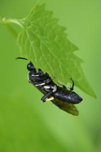 <i>Macrophya alboannulata</i>