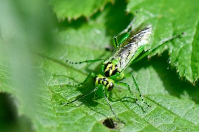 <i>Rhogogaster chlorosoma</i>