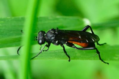 Mouche-à-scie noire