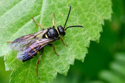 <i>Argogorytes mystaceus</i>