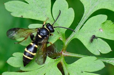 <i>Argogorytes mystaceus</i>