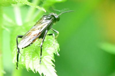 <i>Macrophya militaris</i>