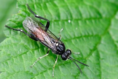 <i>Macrophya militaris</i>
