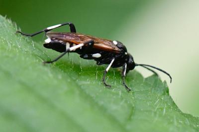 <i>Macrophya duodecimpunctata</i>