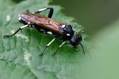 <i>Macrophya duodecimpunctata</i>
