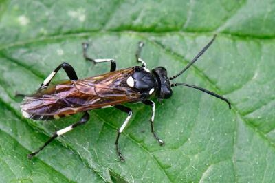 <i>Macrophya duodecimpunctata</i>