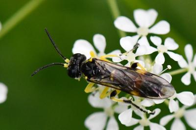 Mouche-à-scie à deux bandes jaunes