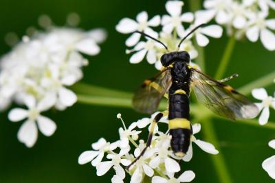 Mouche-à-scie à deux bandes jaunes
