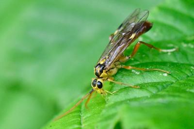 Mouche-à-scie porte-cœur