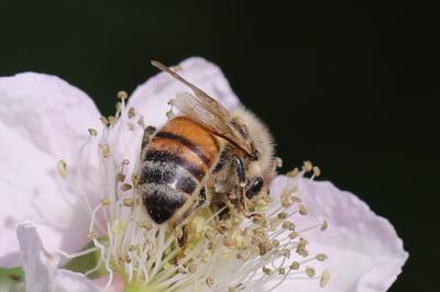 Abeille domestique