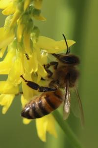 Abeille domestique