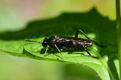 <i>Macrophya militaris</i>