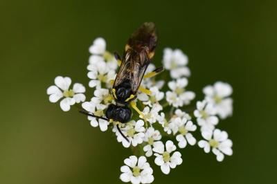 Mouche-à-scie à deux bandes jaunes