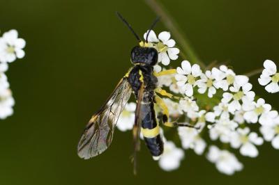 Mouche-à-scie à deux bandes jaunes