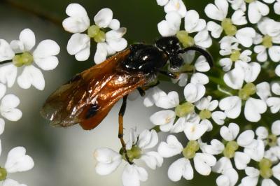 Tenthrède de l’Aubépine