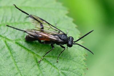 Mouche-à-scie noire