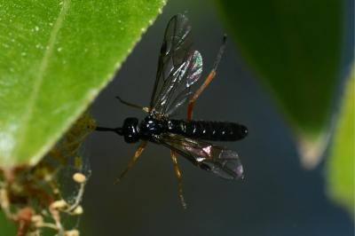 Mouche-à-scie noire à pattes fauves