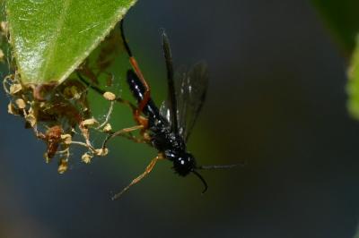 Mouche-à-scie noire à pattes fauves