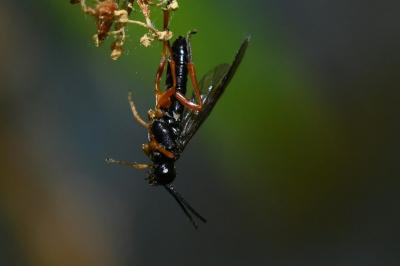 Mouche-à-scie noire à pattes fauves