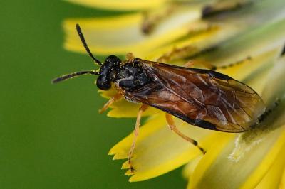 <i>Athalia bicolor</i>