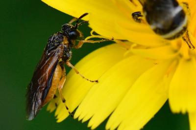 <i>Athalia bicolor</i>