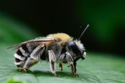 Eucera nigrescens