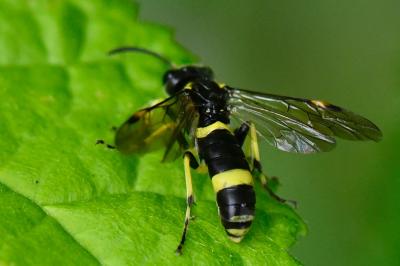 <i>Zonuledo distinguenda</i>