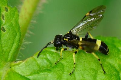 <i>Zonuledo distinguenda</i>