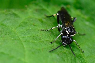 <i>Macrophya alboannulata</i>