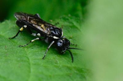 <i>Macrophya alboannulata</i>