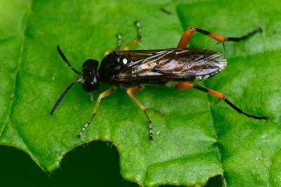 Mouche-à-scie noire