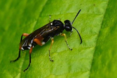 Mouche-à-scie noire