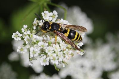 <i>Ancistrocerus</i>