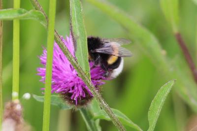 <i>Bombus terrestris/lucorum</i>