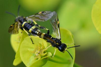 <i>Zonuledo distinguenda</i>