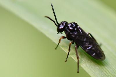 <i>Stethomostus fuliginosus</i>