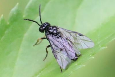 <i>Stethomostus fuliginosus</i>