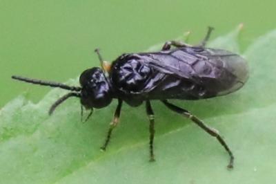 <i>Stethomostus fuliginosus</i>