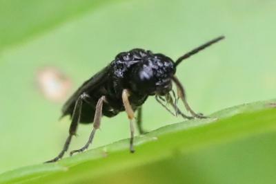 <i>Stethomostus fuliginosus</i>