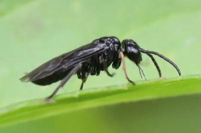 <i>Stethomostus fuliginosus</i>