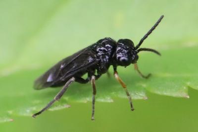 <i>Stethomostus fuliginosus</i>