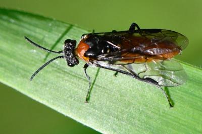 <i>Dolerus ferrugatus</i>